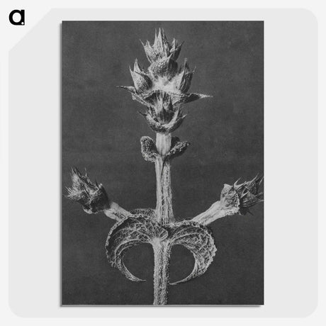 2-23_Karl-Blossfeldt_picture-crop
