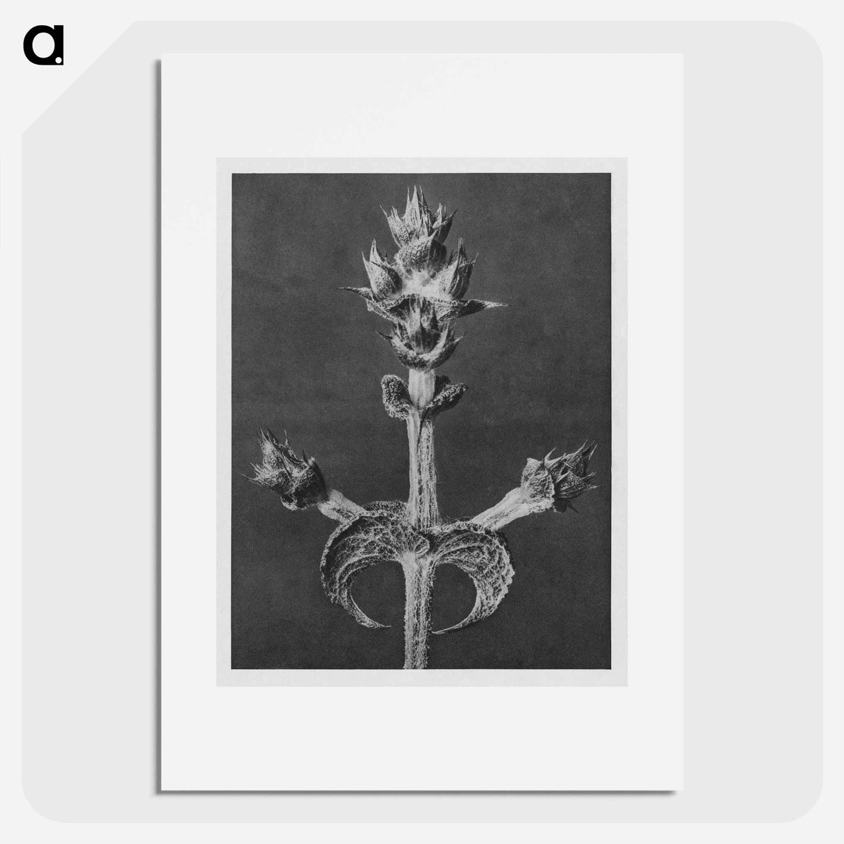 Salvia Aethiopis - Karl Blossfeldt Poster.
