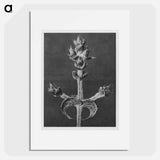 Salvia Aethiopis - Karl Blossfeldt Poster.