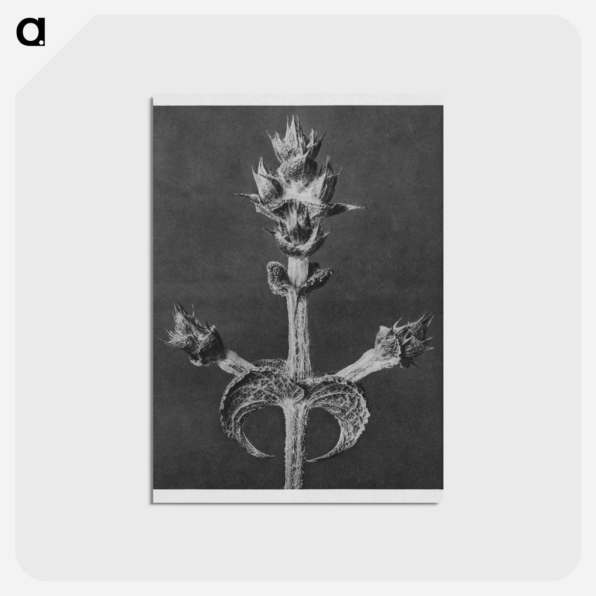 アートポストカード-Salvia Aethiopis - カール ブロスフェルト Postcard.