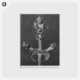 アートポストカード-Salvia Aethiopis - カール ブロスフェルト Postcard.