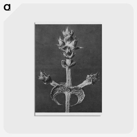 アートポストカード-Salvia Aethiopis - カール ブロスフェルト Postcard.