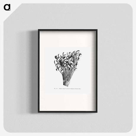 2-23_Les-Palmiers-Histoire-Iconographique_blk