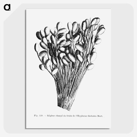 2-23_Les-Palmiers-Histoire-Iconographique_picture-crop