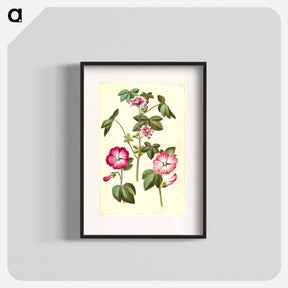 アートポスター-Malva sylvestris; Lavatera trimestris
 - マリア ジビーラ メーリアン Poster.