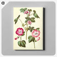 2-23_Maria-Sibylla-Merian_canvas