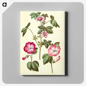 2-23_Maria-Sibylla-Merian_canvas