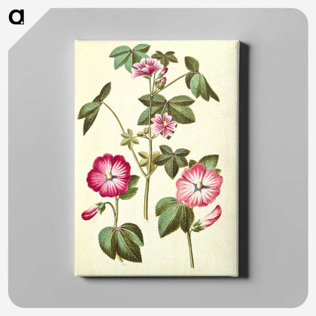 2-23_Maria-Sibylla-Merian_canvas