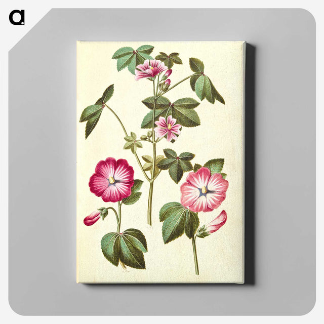 2-23_Maria-Sibylla-Merian_canvas