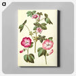 アートパネル-Malva sylvestris; Lavatera trimestris
 - マリア ジビーラ メーリアン Canvas.
