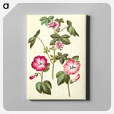 アートパネル-Malva sylvestris; Lavatera trimestris
 - マリア ジビーラ メーリアン Canvas.