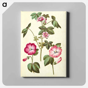 アートパネル-Malva sylvestris; Lavatera trimestris
 - マリア ジビーラ メーリアン Canvas.