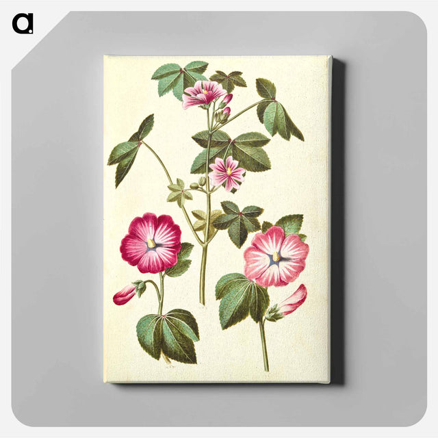 アートパネル-Malva sylvestris; Lavatera trimestris
 - マリア ジビーラ メーリアン Canvas.