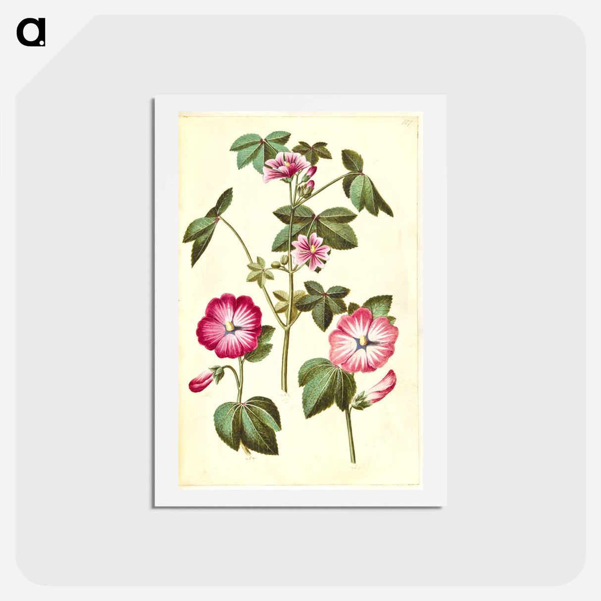アートポストカード-Malva sylvestris; Lavatera trimestris
 - マリア ジビーラ メーリアン Postcard.