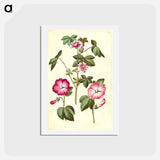 アートポストカード-Malva sylvestris; Lavatera trimestris
 - マリア ジビーラ メーリアン Postcard.