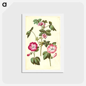 アートポストカード-Malva sylvestris; Lavatera trimestris
 - マリア ジビーラ メーリアン Postcard.