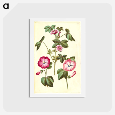 アートポストカード-Malva sylvestris; Lavatera trimestris
 - マリア ジビーラ メーリアン Postcard.