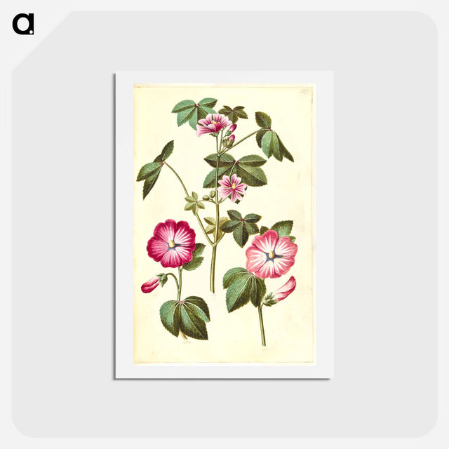 アートポストカード-Malva sylvestris; Lavatera trimestris
 - マリア ジビーラ メーリアン Postcard.