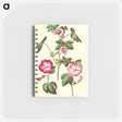 アートメモ帳-Malva sylvestris; Lavatera trimestris
 - マリア ジビーラ メーリアン Memo.