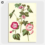 2-23_Maria-Sibylla-Merian_picture-crop