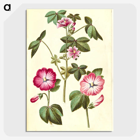 2-23_Maria-Sibylla-Merian_picture-crop
