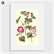 2-23_Maria-Sibylla-Merian_picture