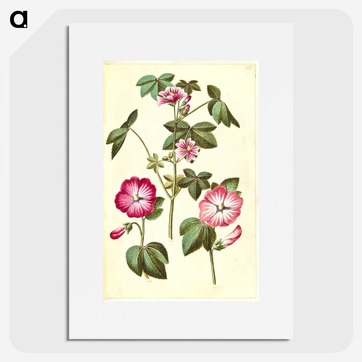 2-23_Maria-Sibylla-Merian_picture