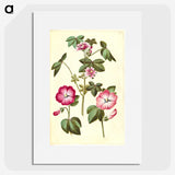 2-23_Maria-Sibylla-Merian_picture