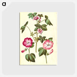 アートポストカード-Malva sylvestris; Lavatera trimestris
 - マリア ジビーラ メーリアン Postcard.