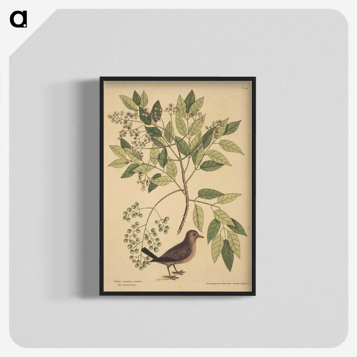 2-23_Mark-Catesby_blk-crop