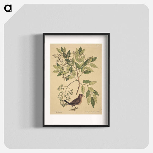 The Ground Dove
 - マーク ケイツビー Poster.