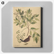 2-23_Mark-Catesby_canvas