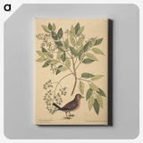2-23_Mark-Catesby_canvas