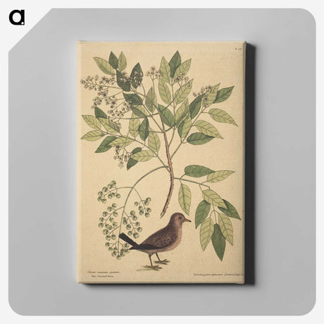 2-23_Mark-Catesby_canvas