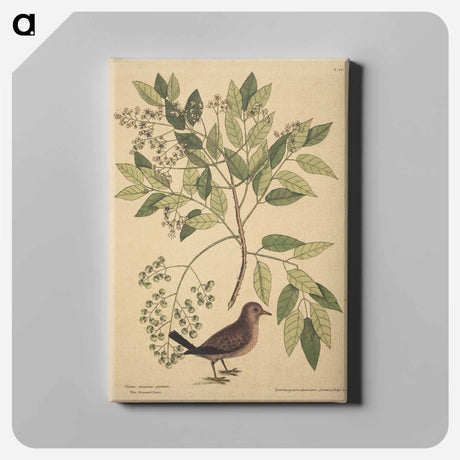 アートパネル-The Ground Dove
 - マーク ケイツビー Canvas.