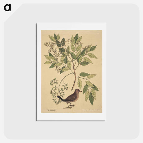 アートポストカード-The Ground Dove
 - マーク ケイツビー Postcard.