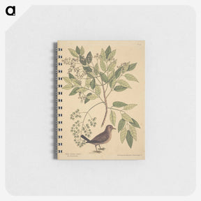 2-23_Mark-Catesby_memo