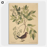 2-23_Mark-Catesby_picture-crop