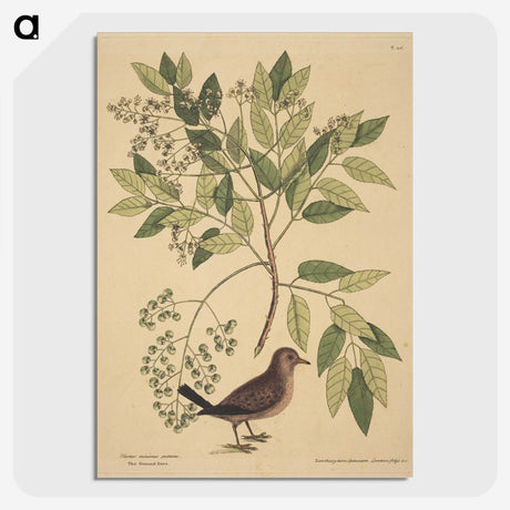 2-23_Mark-Catesby_picture-crop