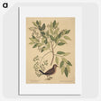 2-23_Mark-Catesby_picture