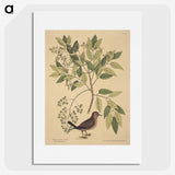 2-23_Mark-Catesby_picture