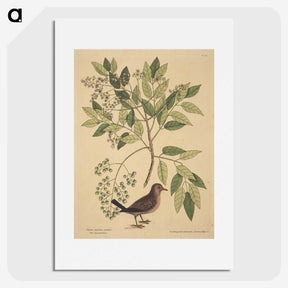 2-23_Mark-Catesby_picture