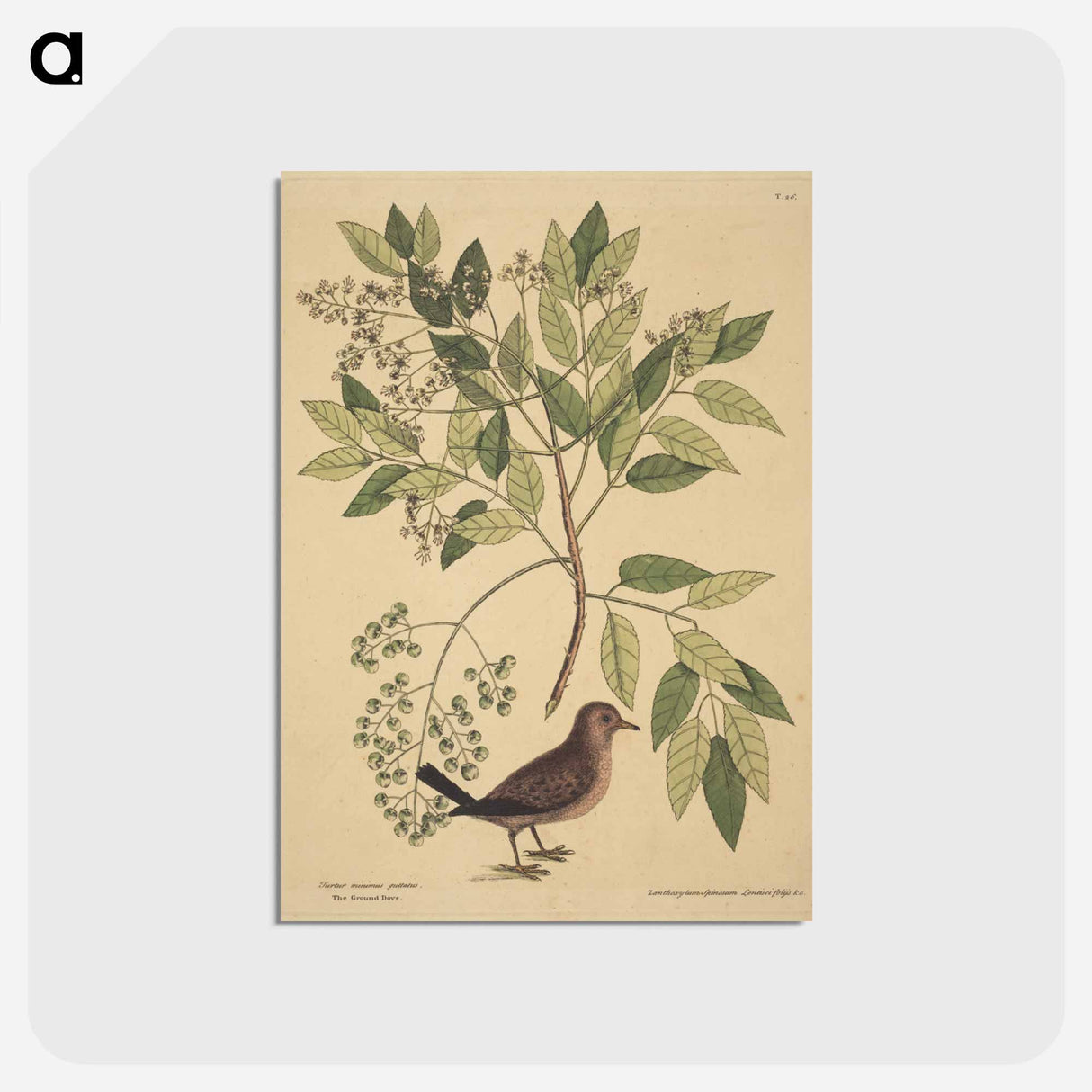 アートポストカード-The Ground Dove
 - マーク ケイツビー Postcard.