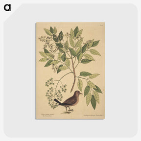 2-23_Mark-Catesby_postcard