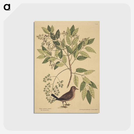 アートポストカード-The Ground Dove
 - マーク ケイツビー Postcard.