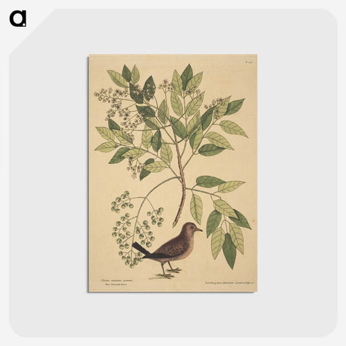 The Ground Dove
 - マーク ケイツビー Postcard.