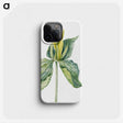 2-23_Mary-Vaux-Walcott_phone