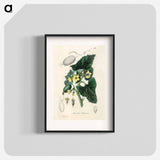 アートポスター-Momordica elaterium
 - 薬用植物学 Poster.