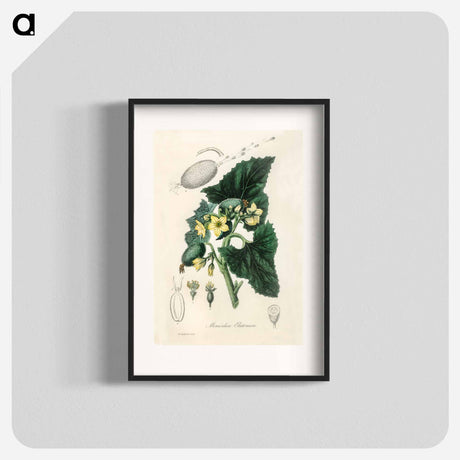 アートポスター-Momordica elaterium
 - 薬用植物学 Poster.