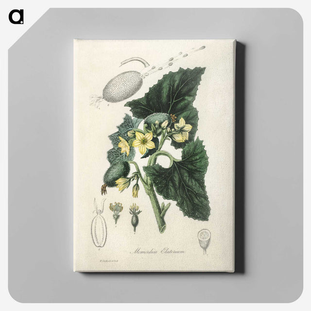 2-23_Medical-Botany_canvas